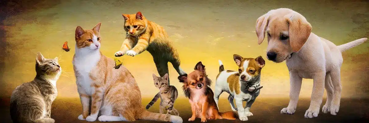 Collage di diversi tagli di capelli maschili nello sport che mostra evoluzione di stile